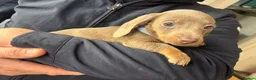 Miniature Dachshund dogs for sale: Miniature dachshund puppies 🐶 - Advert 4