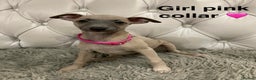 Mixed Breed dogs for sale: Italian greyhound  - Advert 4