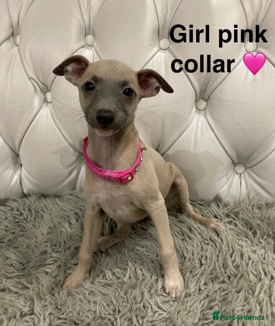 Mixed Breed dogs for sale: Italian greyhound  - Advert 4