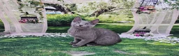 Russian Blue cats for sale: GCCF Registered Russian Blue Kittens - Advert 36