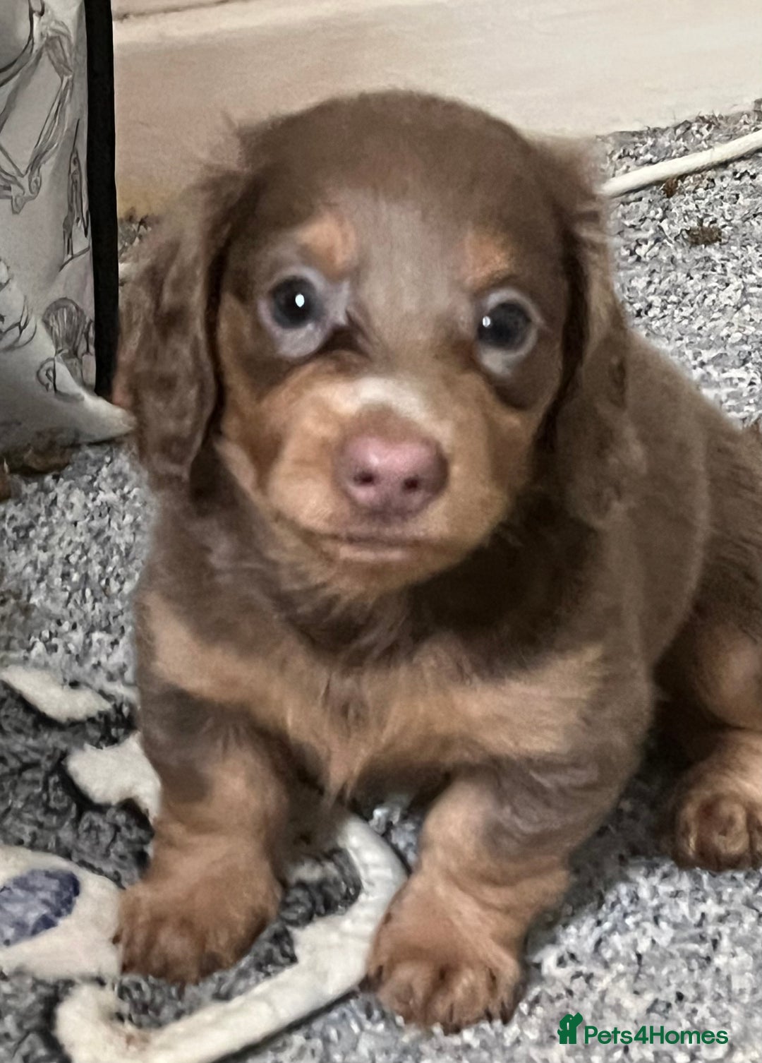 Miniature Dachshund dogs for sale: Mini longhaired Isabella/tan Dachshunds VACCINATED - Image 19