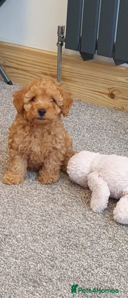 Maltipoo dogs Ready to leave🐶 1 handsome tiny maltipoo boy🐶  - Advert 10