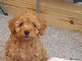 Maltipoo dogs Ready to leave🐶 1 handsome tiny maltipoo boy🐶 - Advert 11