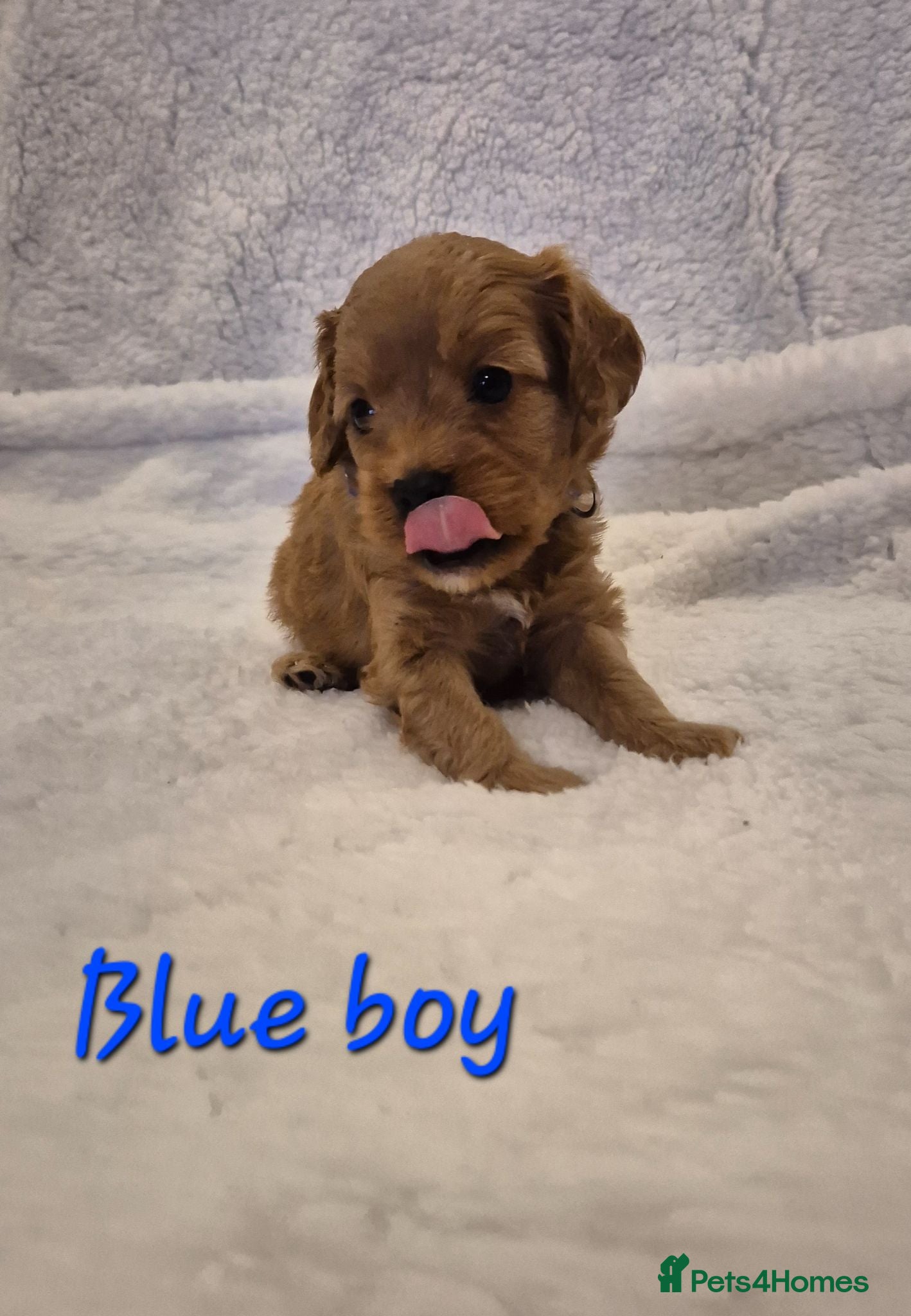 Cavapoo dogs Adorable F1 Cavapoo puppies - Advert 16