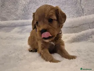 Cavapoo dogs Adorable F1 Cavapoo puppies - Advert 16