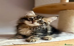 Siberian cats for sale: Champion line kitten😻😽🐈 - Image 2