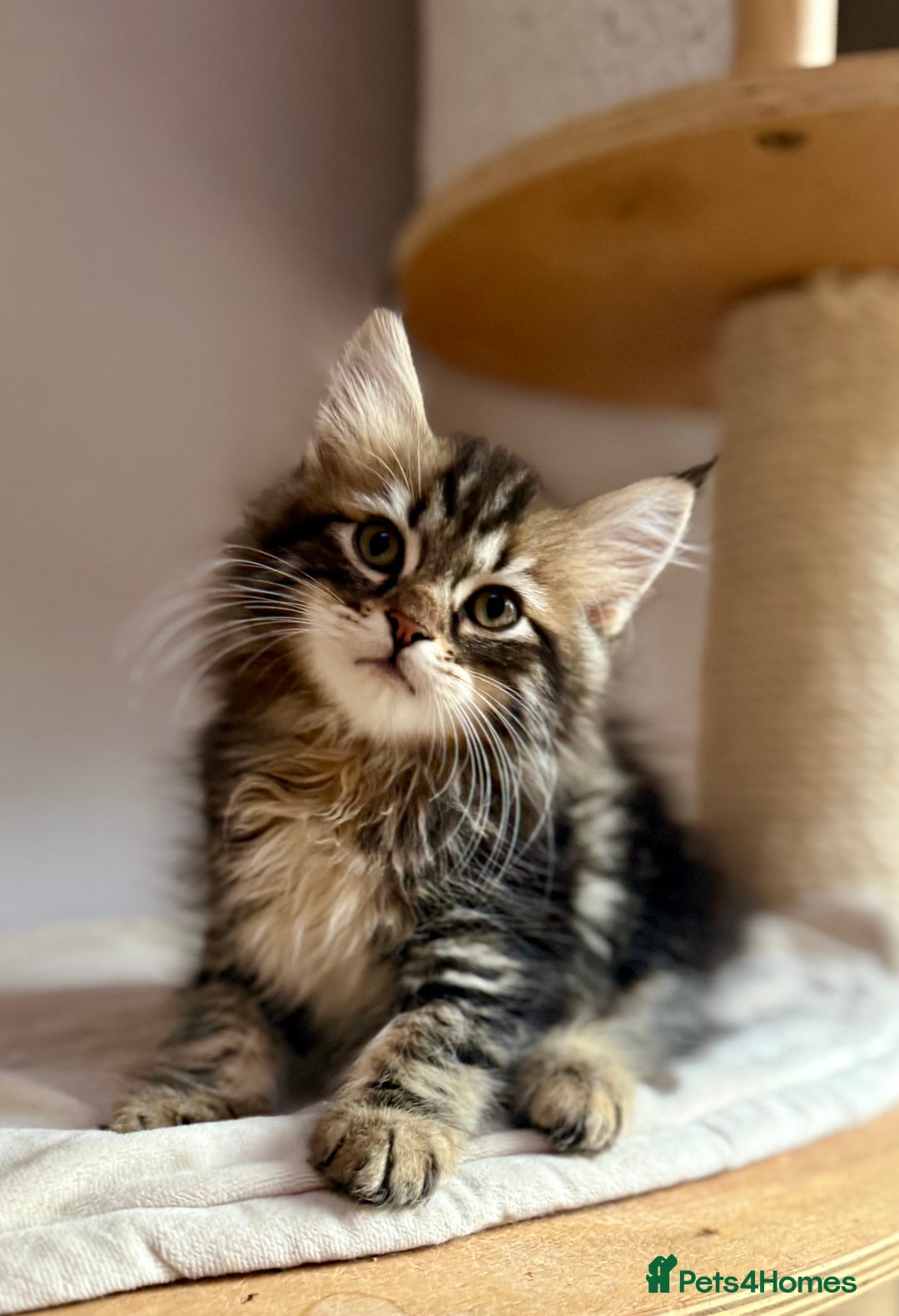 Siberian cats for sale: Champion line kitten😻😽🐈 - Image 2