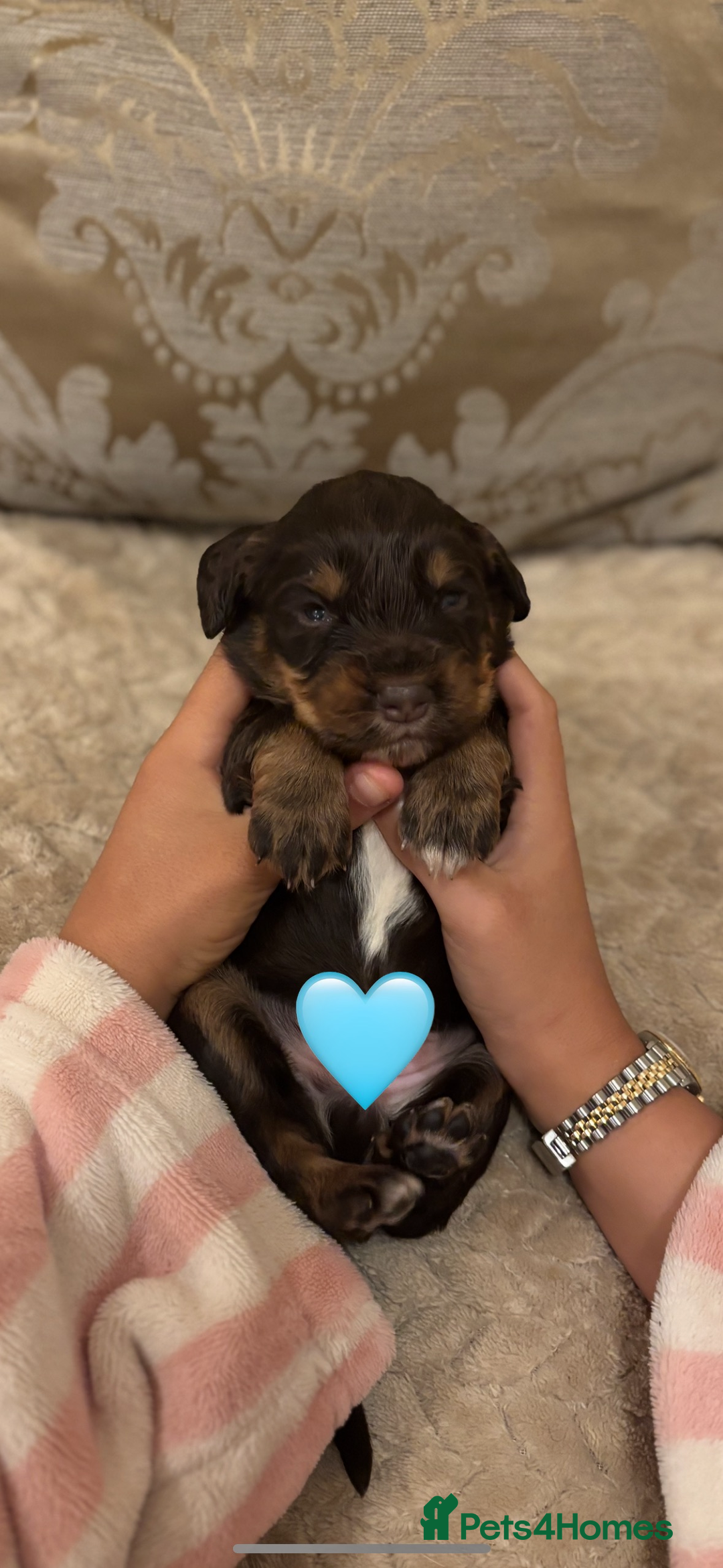 Cocker Spaniel dogs for sale: Working Cocker spaniels for sale  - Image 5