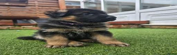 German Shepherd dogs for sale: KC Reg GSD – Top Health Tested Parents - Advert 9