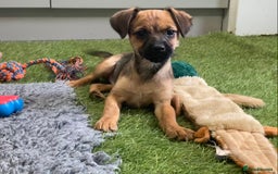 Mixed Breed dogs for sale: Border x Norfolk puppies  - Image 15