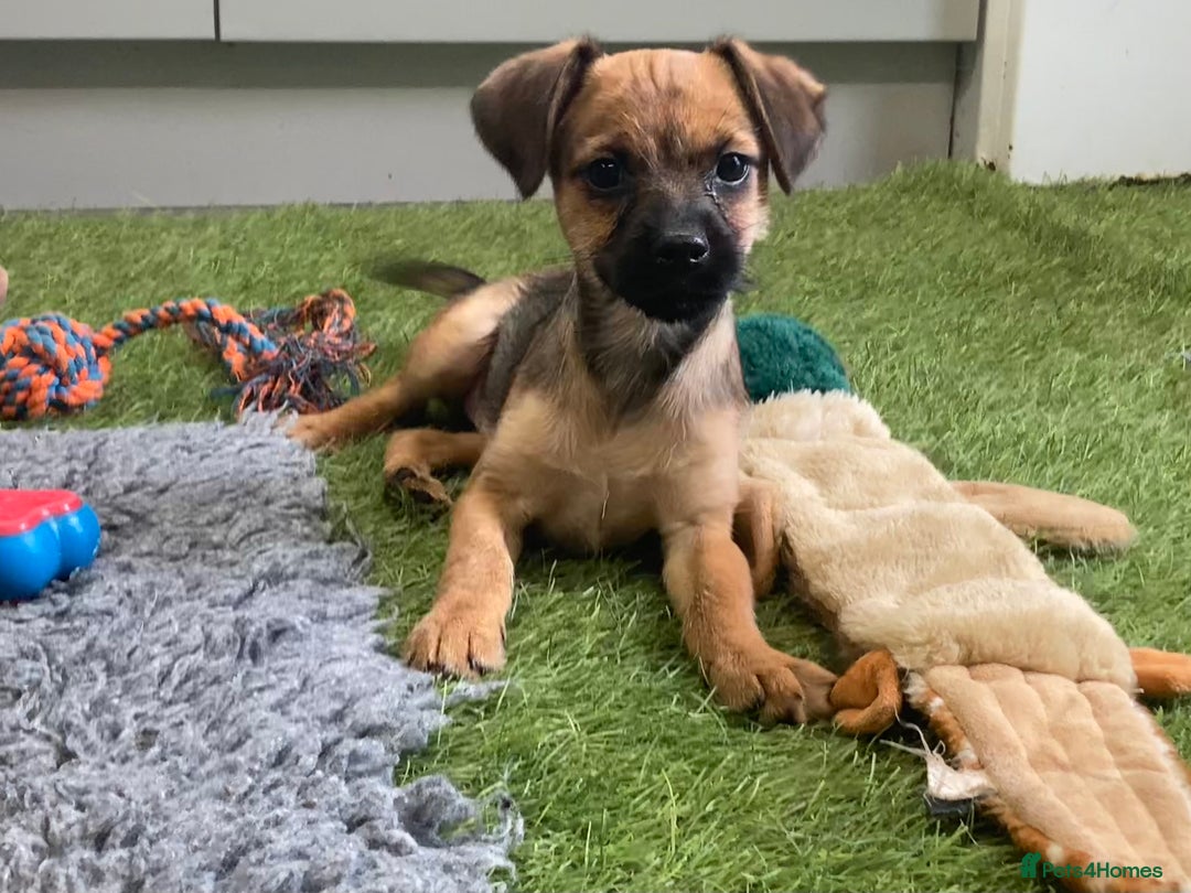 Mixed Breed dogs for sale: Border x Norfolk puppies  - Image 15