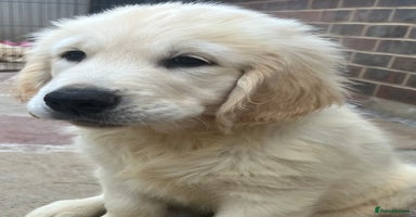 Golden Retriever dogs - Advert 9