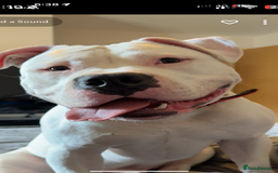 American Bully dogs for sale: yaya looking for a new home - Image 5