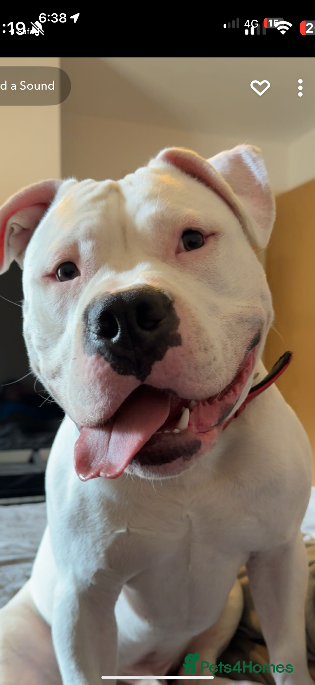 American Bully dogs for sale: yaya looking for a new home - Image 5