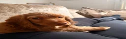 Cocker Spaniel dogs for sale: Honey sable cocker spaniel  in London - Advert 4