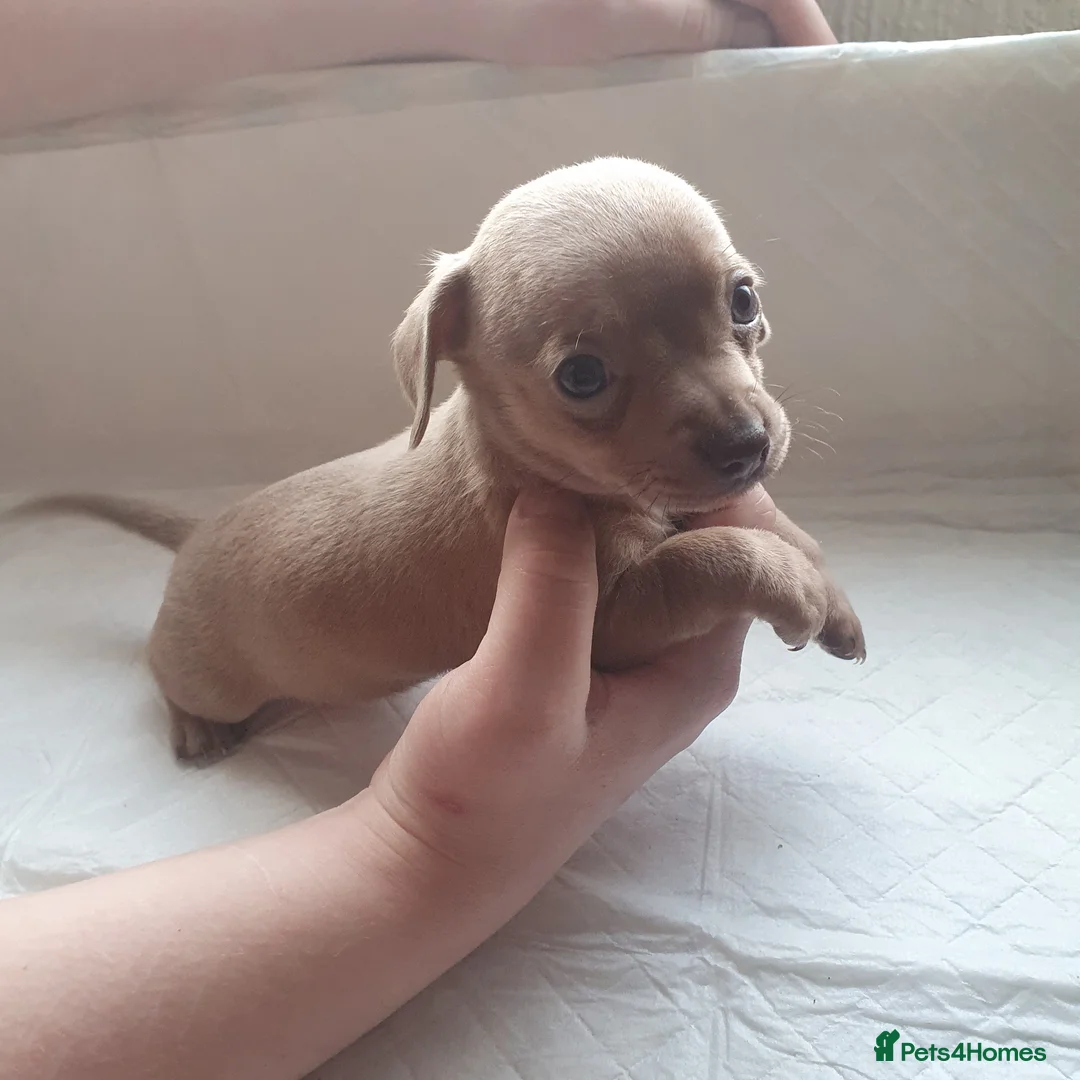 Chiweenie dogs for sale: 5 beautiful puppy's 3 boys and 2 girls - Advert 16