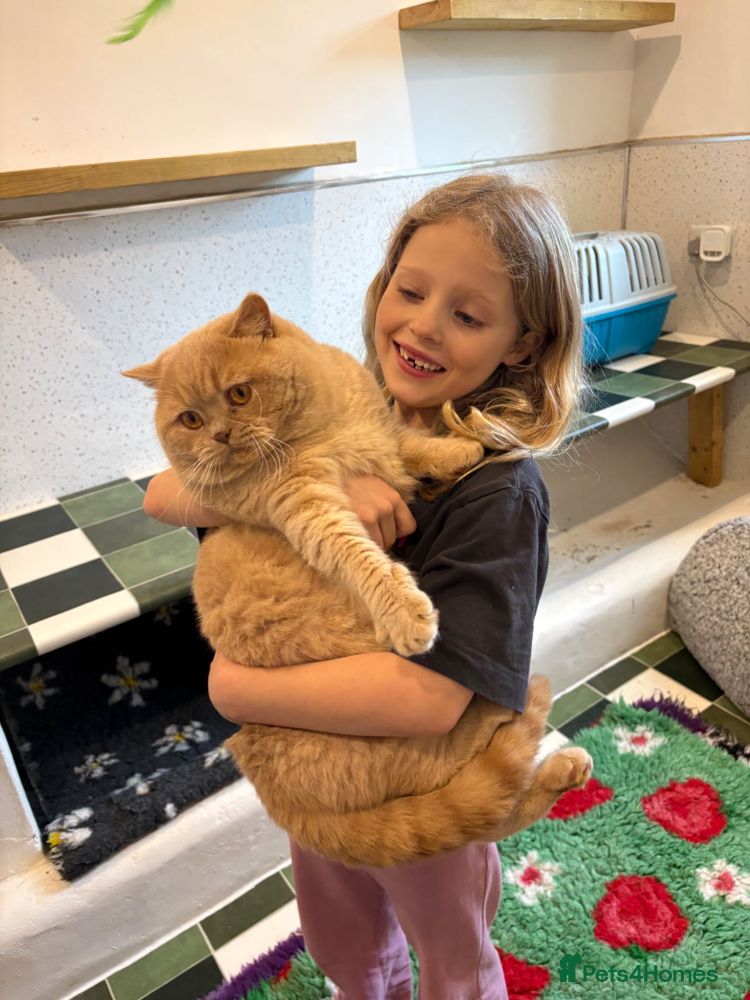 British Shorthair cats Gorgeous Cream British shorthair  - Advert 11