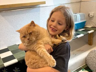 British Shorthair cats Gorgeous Cream British shorthair - Advert 9