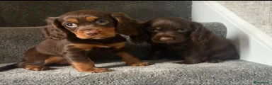 Cocker Spaniel 3