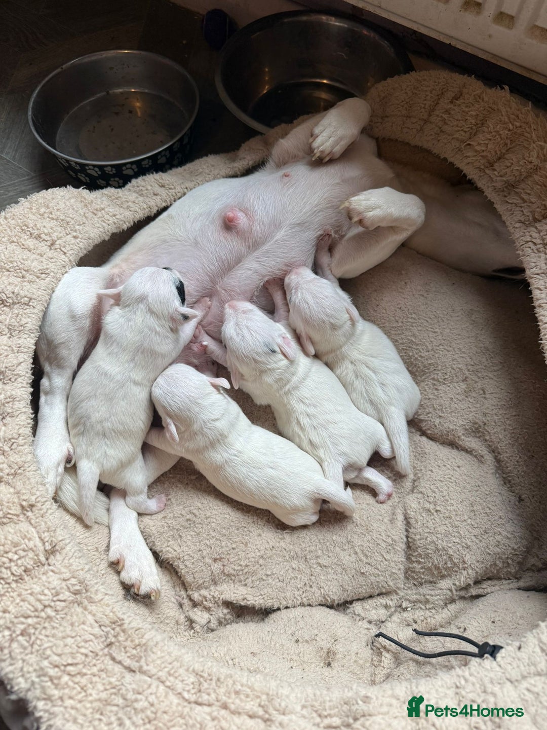 Jack Russell dogs for sale: Amazing jack Russell litter  - Image 2