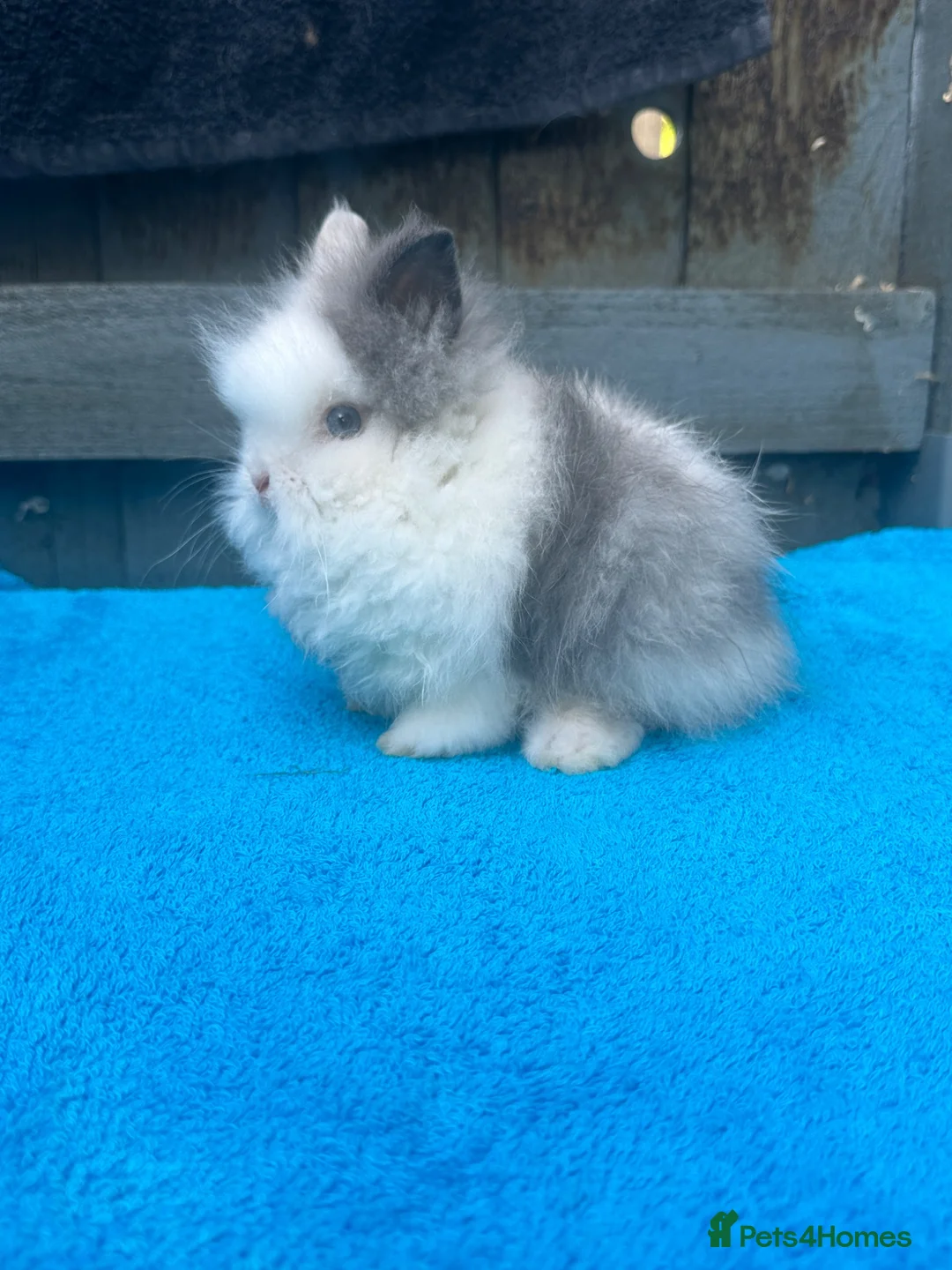 Lionhead rabbits for sale: 2 adorable double mane lionhead baby bunnies  - Advert 1