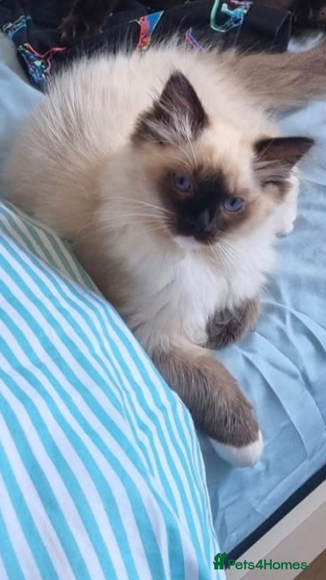 Ragdoll cats for sale: Ragdoll Male  - Image 2