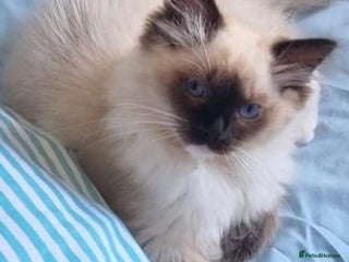 Ragdoll cats Ragdoll Male - Advert 9