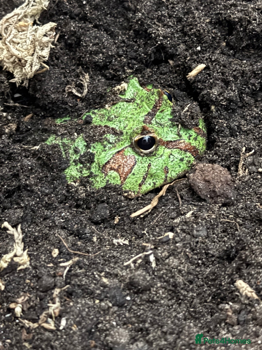 Domestic Shorthair cats for sale: Pacman Frog - Advert 1