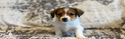 Jack Russell dogs for sale: Jack Russel puppies in Manchester - Advert 16