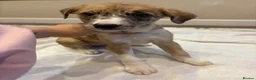 Mixed Breed dogs for sale: Whippet x lurcher pups - Advert 15