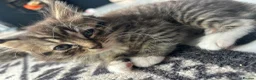 Mixed Breed cats for sale: Baby girl ready for her new home! - Advert 3