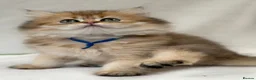 British Longhair cats for sale: British Longhair stunning TICA boy - Advert 15