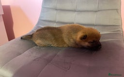 Japanese Shiba Inu dogs for sale: Adorable Japanese Shiba Inu Puppy Little Sunshine  - Image 5