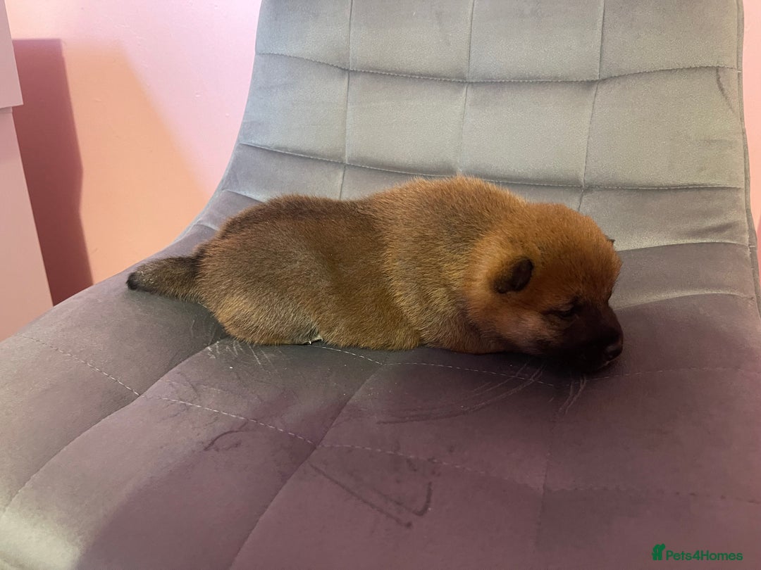 Japanese Shiba Inu dogs for sale: Adorable Japanese Shiba Inu Puppy Little Sunshine  - Image 5