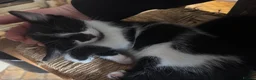 Mixed Breed cats for sale: Mixed kitten litter  - Advert 6