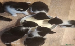 Mixed Breed cats for sale: 4 beautiful kittens  - Image 6