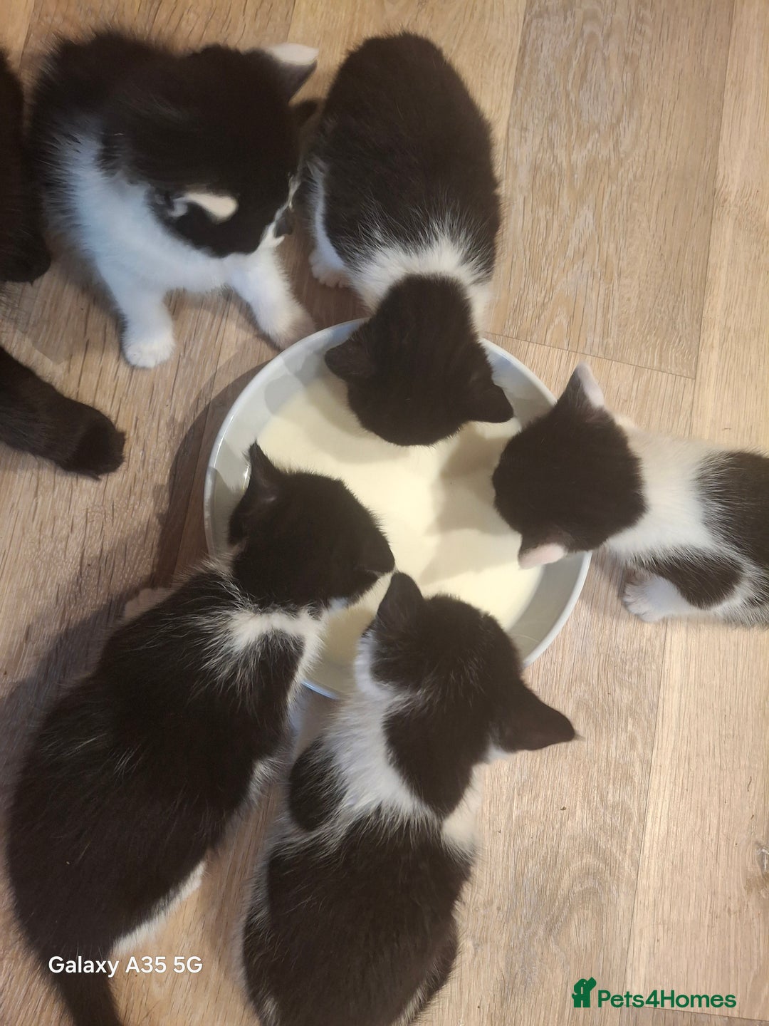 Mixed Breed cats for sale: 4 beautiful kittens  - Image 6
