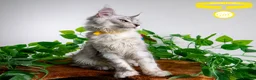 Maine Coon cats for sale: Stunning Maine Coon Kittens Ready - Advert 3