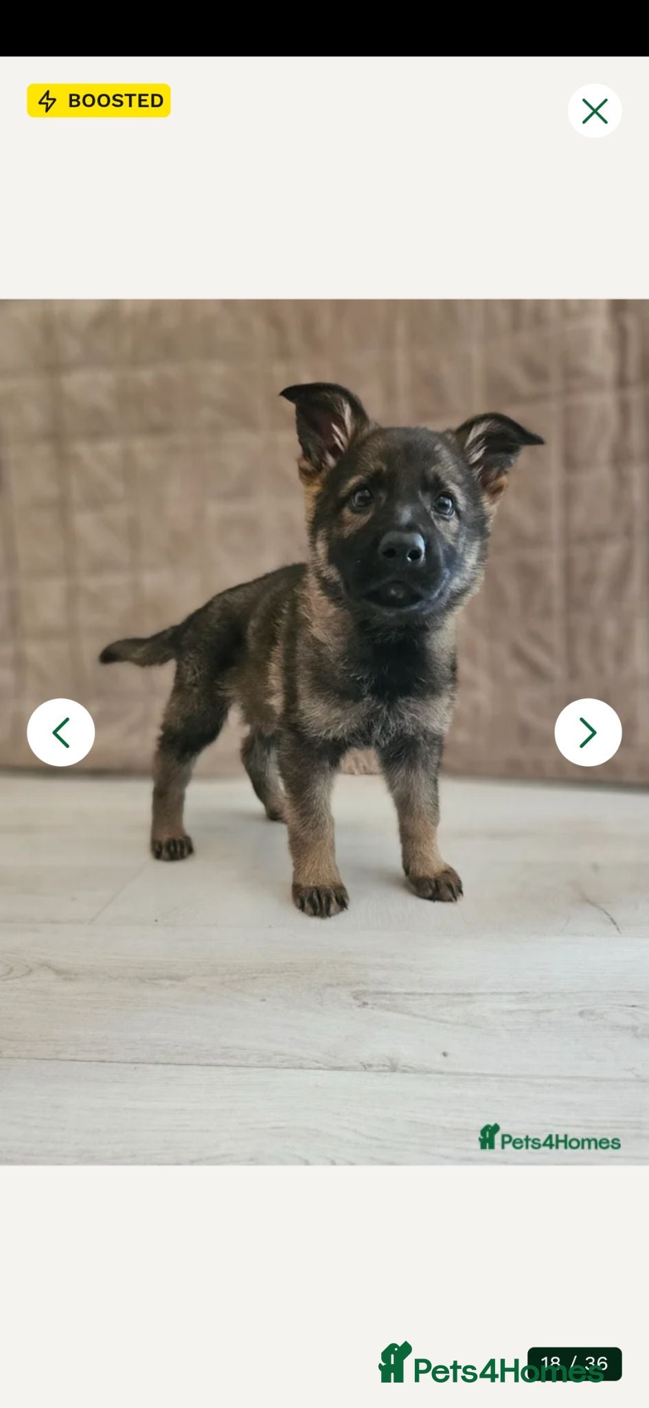 German Shepherd dogs Outstanding Pedigree German Shepherd Puppies - Advert 2