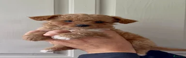 Chipoo 1
