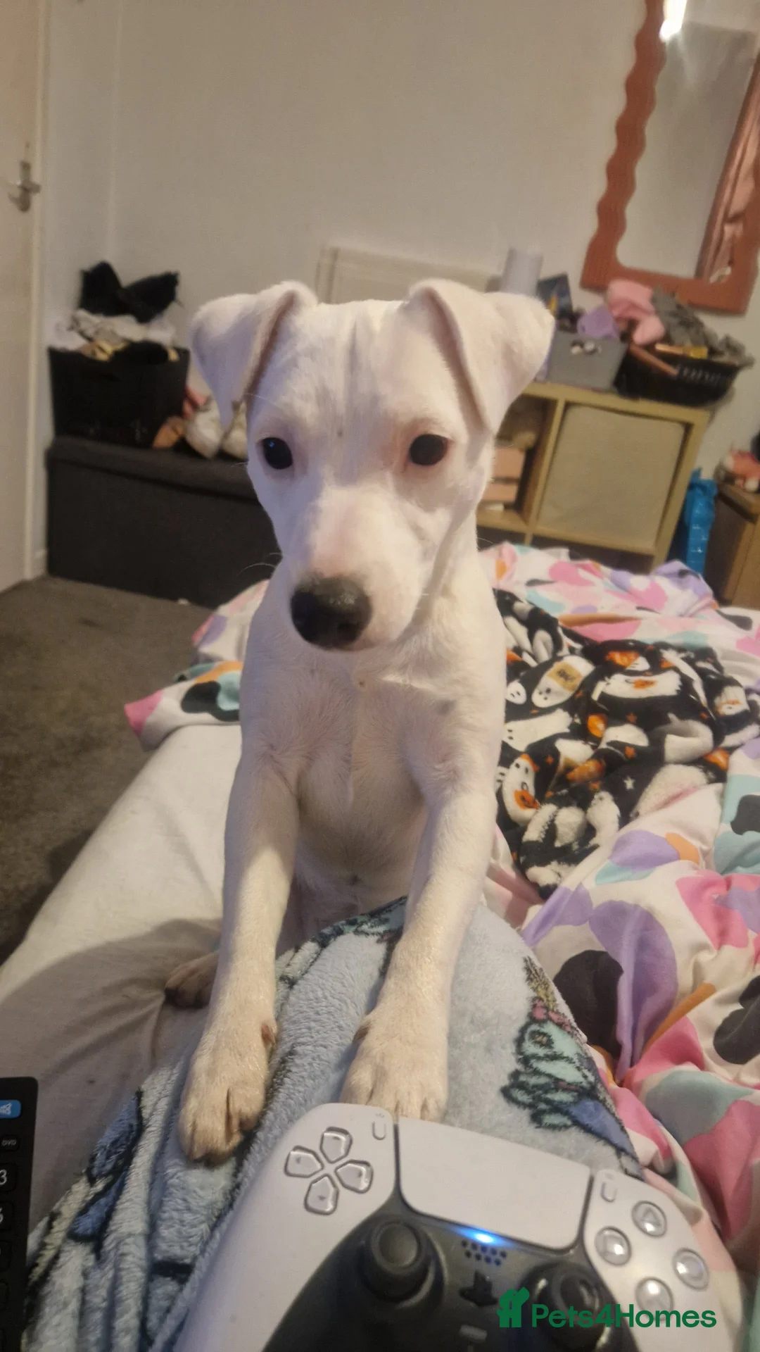 Jack Russell dogs for sale: Nala-Rose - Advert 2