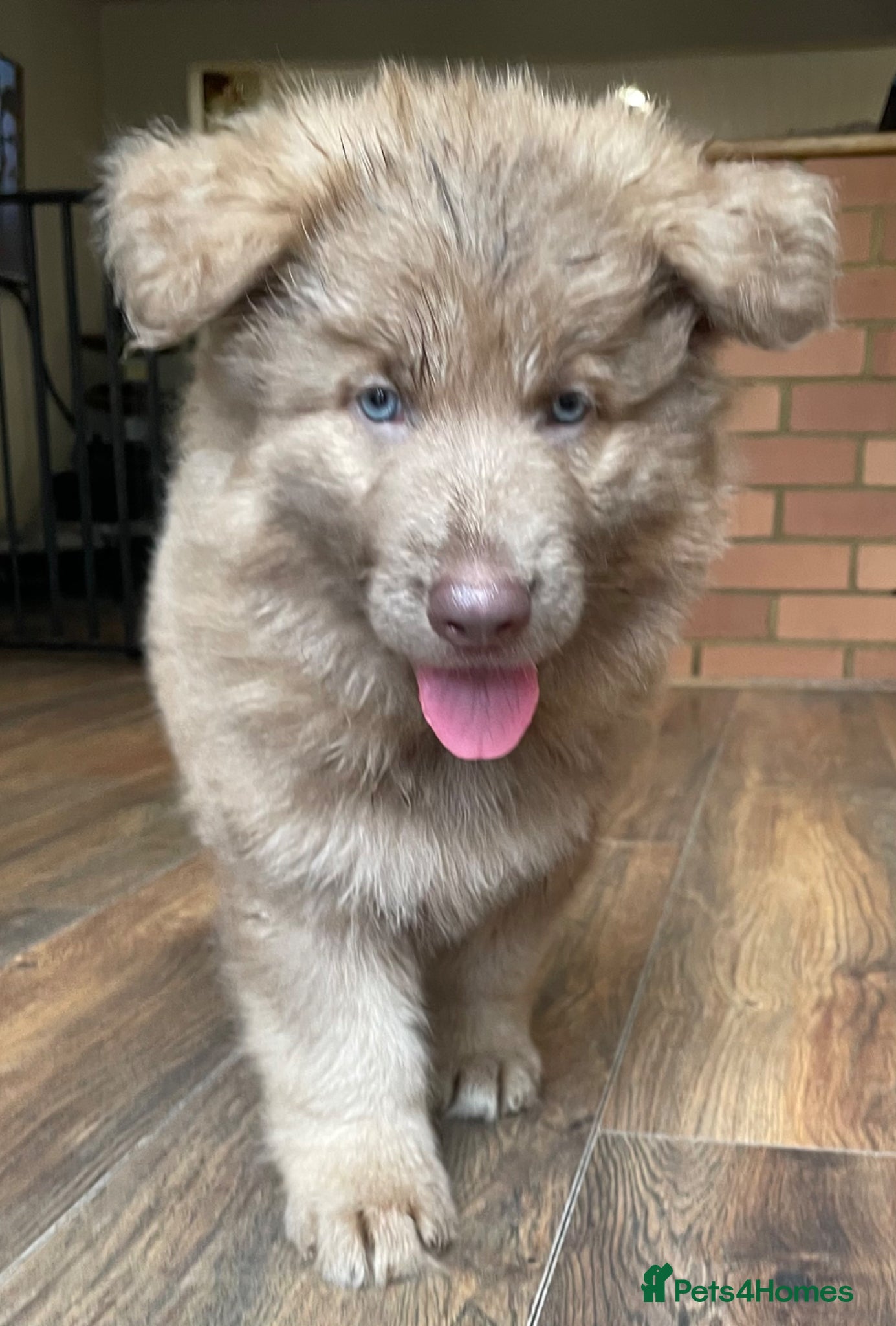 German Shepherd dogs Rare Isabella long coated German shepherd pup  - Advert 1