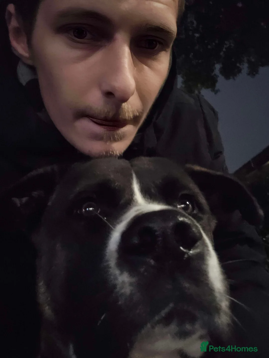 Akita dogs for sale: 3-year-old Akita looking for a new home. - Advert 4