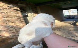 Clumber Spaniel dogs for sale: Clumber spaniel Puppies For Sale COI 6.4% - Advert 20