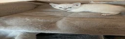 Mixed Breed cats for sale: Ragdoll/siamese  - Advert 8