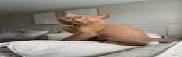 British Shorthair cats for sale: 🏆 bloodlines, Health tested patents, Gccf reg  - Advert 3