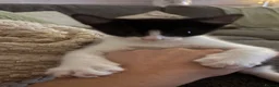 Mixed Breed cats for sale: 🐾 Beautiful Black & White Kittens 🐾 - Advert 3