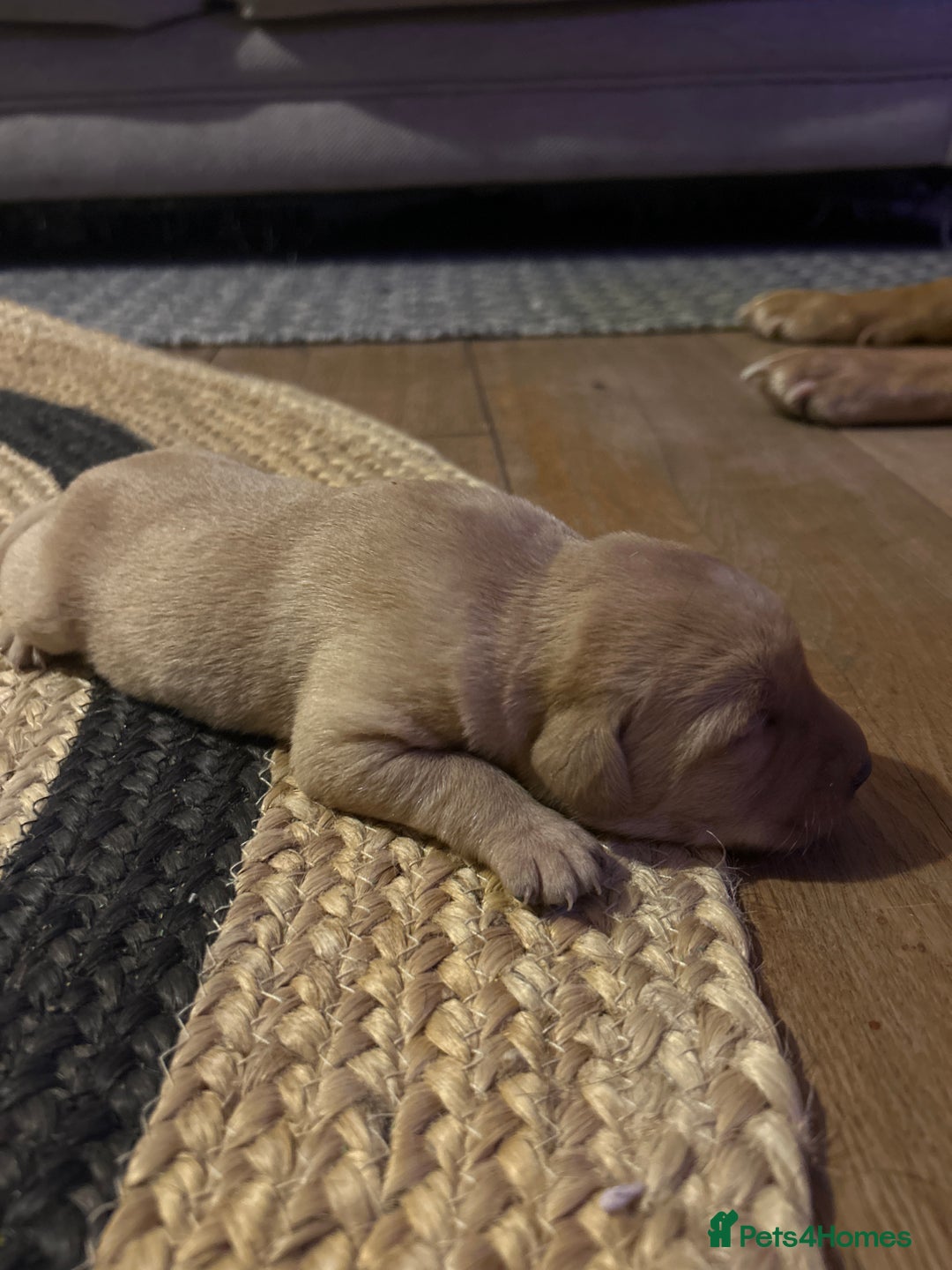 Labrador Retriever dogs for sale: Labrador Puppies - Advert 17