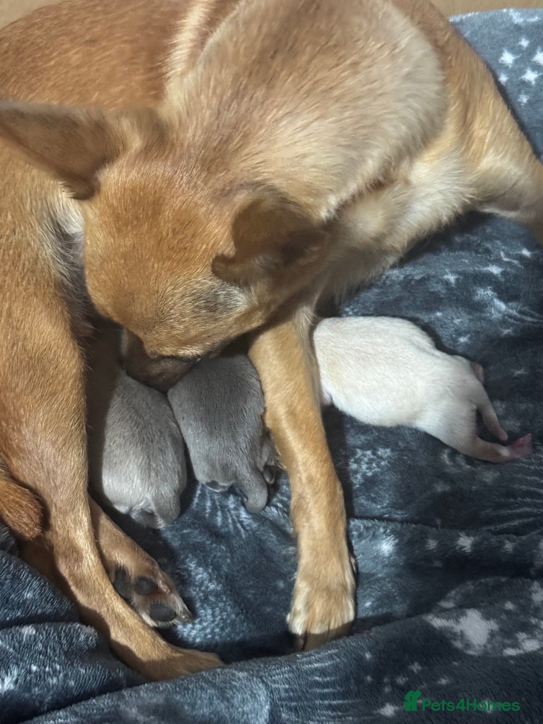 Chihuahua dogs for sale: Chihuahua for sale  - Image 7