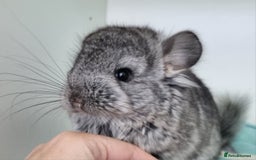 Chinchilla rodents for sale: Royal Persian Angora Male kit - Image 1